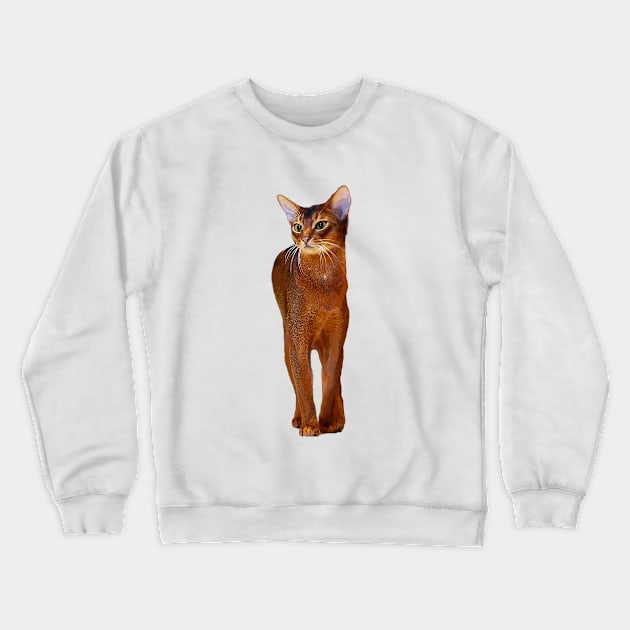 Abyssinian Cat Kitten Crewneck Sweatshirt by ElegantCat